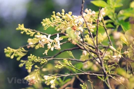 Aroma de flores de pomelo se extiende por calles de Hanoi