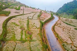 Campos de flores de alforfón: puntos indispensables para el check-in en Ha Giang