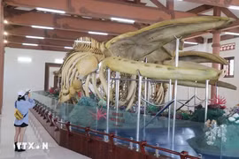 Dos esqueletos de ballena más grandes de Vietnam en isla Ly Son