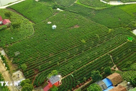 Vietnam se convierte en octavo mayor exportador de té del mundo