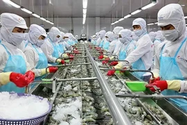 Procesamiento de camarones para las exportaciones (Foto: baoangiang.com)