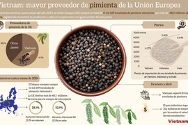 Vietnam: mayor proveedor de pimienta de la Unión Europea