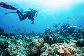 Nha Trang entre los cinco mejores destinos de buceo de Asia