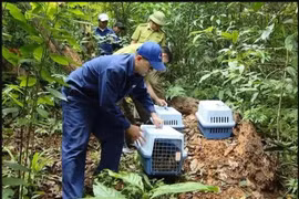Liberados más de 20 animales salvajes raros (Foto VNA)
