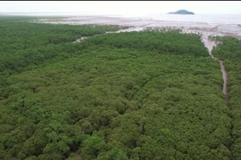 Acción por un futuro verde (Foto: VietnamPlus) 