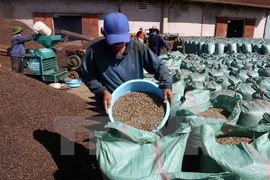 Brasil importará café robusta de Vietnam