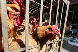 Filipinas confirma cepa de virus H5N6 en isla de Luzón