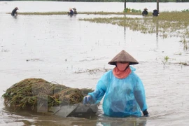 Vietnam se esfuerza en labores de prevención y mitigación de afectaciones de desastres naturales