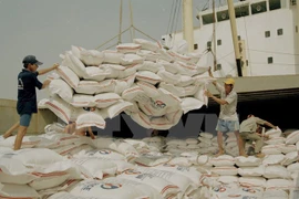 Vietnam prevé producir 44,1 millones de toneladas de arroz en 2017