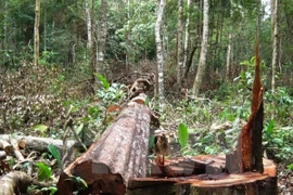 Vietnam impulsa protección forestal con cambio de objetivos de uso 