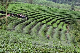 Decenas de miles de agricultores participarán en cultivo sostenible de té 