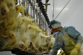 Exportan primer lote de pollo vietnamita a Japón