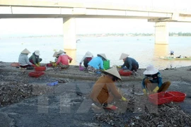 Vietnamitas afectados por incidente ambiental de Formosa recibirán más compensaciones