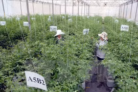 Hau Giang fomenta cooperación agrícola con asociación sudcoreana