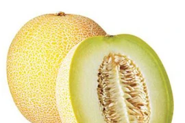 Cultivo de melón de alta tecnología eleva ingresos de agricultores vietnamitas