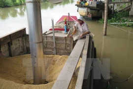 Prohibición de Filipinas causa inquietudes entre exportadores vietnamitas de arroz
