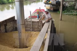 Prohibición de Filipinas causa inquietudes entre exportadores vietnamitas de arroz