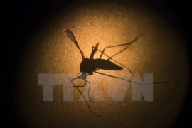 Malasia registra 122 muertos por dengue