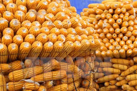 Vietnam gasta 1,7 mil millones de dólares en importación de maíz 