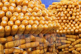 Vietnam gasta 1,7 mil millones de dólares en importación de maíz 