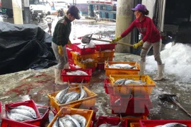 Thua Thien-Hue aumenta rendimiento de producción de mariscos tras incidente ambiental 
