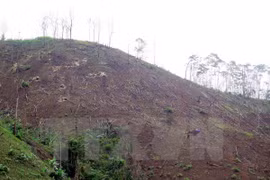 Inician procedimiento legal ante decenas de casos de deforestación en Vietnam