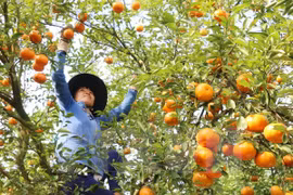 Vietnam impulsa aplicación de tecnologías para modernización rural