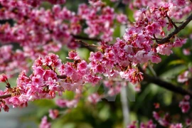 Divulgar en Vietnam imágenes de Japón mediante festival de sakura