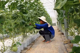 Construirán en provincia sudvietnamita fábrica de procesamiento de frutas
