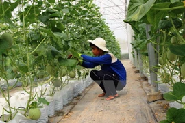 Construirán en provincia sudvietnamita fábrica de procesamiento de frutas