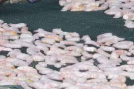 Camarones secos de Ca Mau figuran entre las 10 principales especialidades de Vietnam