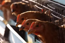 Arabia Saudita suspende importaciones de aves de corral de Vietnam