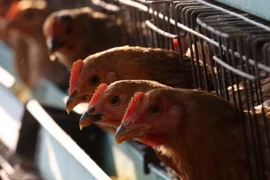 Arabia Saudita suspende importaciones de aves de corral de Vietnam