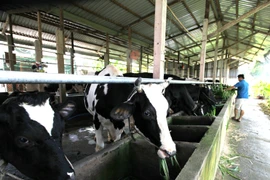 Ciudad Ho Chi Minh y Australia por impulsar cooperación agrícola 