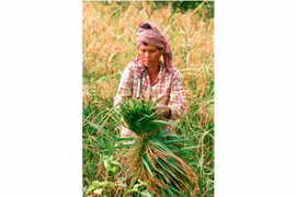 Camboya prohíbe importación de pesticida Tricyclazole a petición de UE 