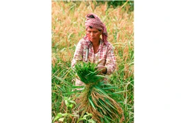 Camboya prohíbe importación de pesticida Tricyclazole a petición de UE 