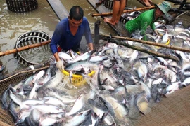 Señalan ventajas y desafíos de Vietnam ante orden de revisión de pescado importado por EE.UU.