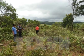 Política de entrega de tierras y bosques de Vietnam muestra alta eficiencia