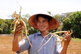 UE financia proyecto de gestión de plantas medicinales tradicionales en provincia vietnamita