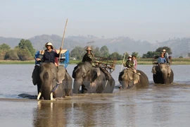 Deterioro de hábitat pone en jaque a elefantes en provincia vietnamita de Dak Lak