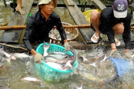 Cría de peces Tra de Vietnam responde a criterios internacionales, afirma GAA