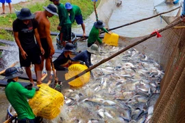 Vietnam busca impulsar exportaciones de pescado Tra a UE