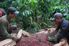  Sector cafetero de Vietnam por fomentar capacidad de adaptación al cambio climático