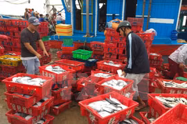 Esmerado Vietnam en resolver problemas relativos a pesca ilegal