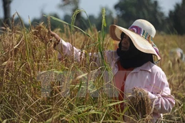 Vietnam atrae inversión japonesa en agricultura