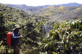 Un cafetal en Tay Nguyen (Fuente: VNA)