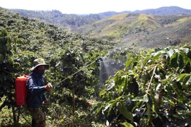 Un cafetal en Tay Nguyen (Fuente: VNA)