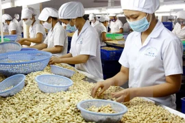 Exportaciones vietnamitas de anacardo reportan 2,2 mil millones de dólares en ocho meses de 2017