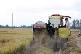 Exportaciones de arroz de Vietnam disminuyen en primer trimestre de 2017
