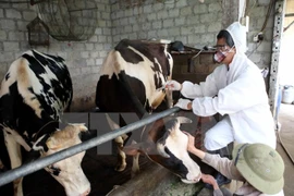 Vietnam produce vacuna contra fiebre aftosa